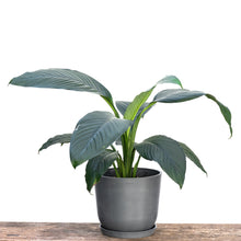 Load image into Gallery viewer, Sensation Plant (M) in Ecopots