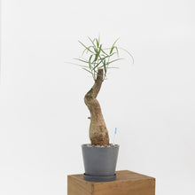 Load image into Gallery viewer, Bottle Tree (M) in Shopleaf Rainbow Pon Substrate with Sustee