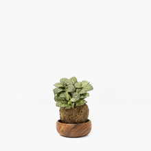Load image into Gallery viewer, Fittonia White Anne Kokedama