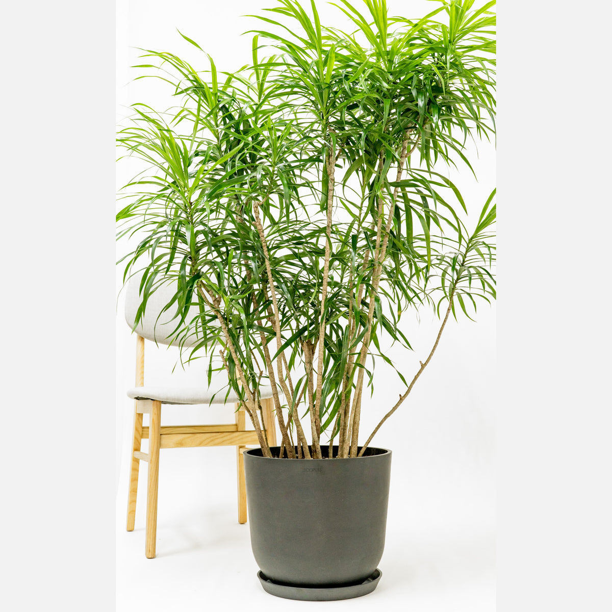 Dracaena Anita main image 0