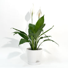 Load image into Gallery viewer, Peace Lily (S) in Ecopots