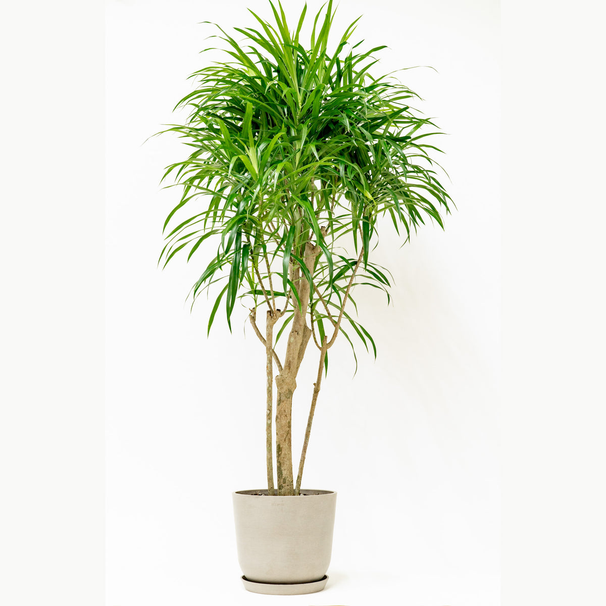 dracaena anita Dracaena Anita (L1) in Nursery Pot – Shopleaf Plant Studio