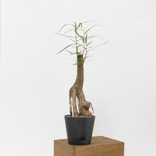 Load image into Gallery viewer, Bottle Tree (M) in Shopleaf Rainbow Pon Substrate with Sustee