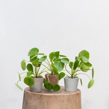 Load image into Gallery viewer, Pilea peperomioides (XS) in Ecopots