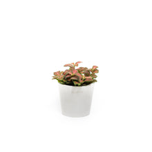 Load image into Gallery viewer, Fittonia Firetail (S) in Ecopots
