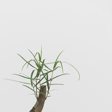 Load image into Gallery viewer, Bottle Tree (M) in Shopleaf Rainbow Pon Substrate with Sustee