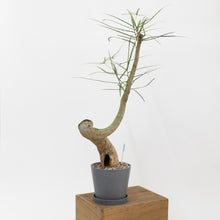 Load image into Gallery viewer, Bottle Tree (M) in Shopleaf Rainbow Pon Substrate with Sustee