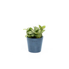 Load image into Gallery viewer, Fittonia White Anne (S) in Ecopots