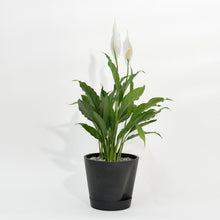 Load image into Gallery viewer, Peace Lily (S) in Ecopots