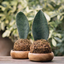 Load image into Gallery viewer, Whale Fin Kokedama
