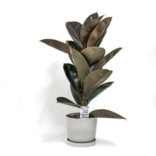 Load image into Gallery viewer, Burgundy Rubber Tree (S2) in Ecopots
