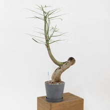 Load image into Gallery viewer, Bottle Tree (M) in Shopleaf Rainbow Pon Substrate with Sustee