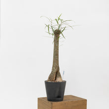 Load image into Gallery viewer, Bottle Tree (M) in Shopleaf Rainbow Pon Substrate with Sustee