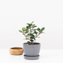 Load image into Gallery viewer, Green Island Ficus (S) in Ecopots