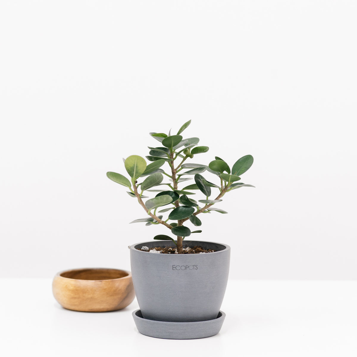 Green Island Ficus (S) In Ecopots – Shopleaf Plant Studio