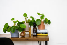Load image into Gallery viewer, Pilea peperomioides (S) in Ecopots