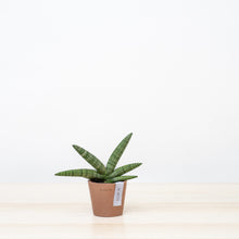 Load image into Gallery viewer, Sansevieria Starfish (XS) in Ecopots