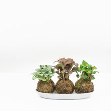 Load image into Gallery viewer, Fittonia White Anne Kokedama