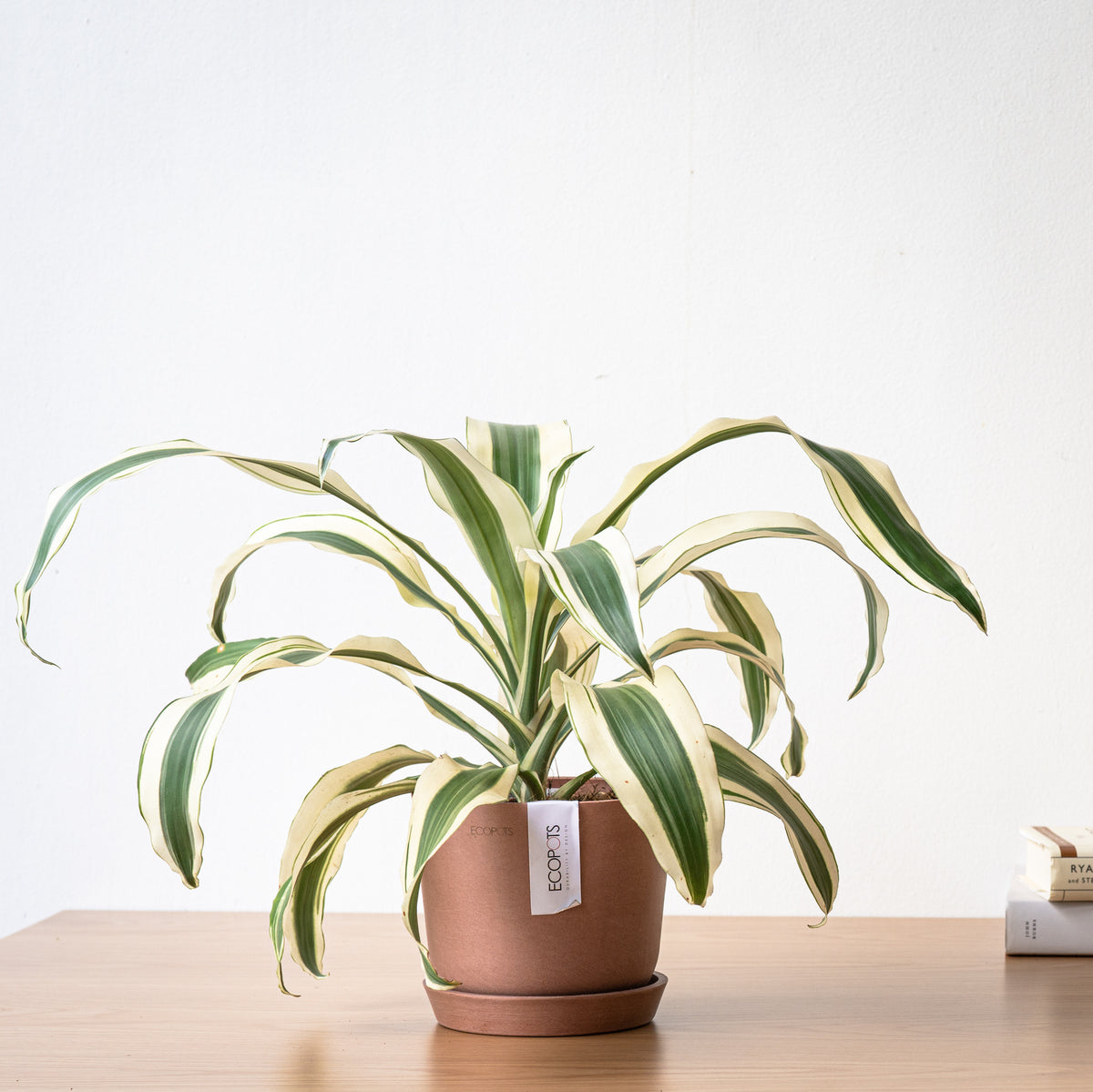 dracaena white leaves Dracaena White Victoria (S) in Ecopots – Shopleaf Plant Studio