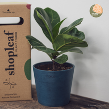 Load image into Gallery viewer, Fiddle Leaf Fig &#39;Bambino&#39; (S) in Ecopots