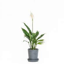 Load image into Gallery viewer, Peace Lily (S) in Ecopots