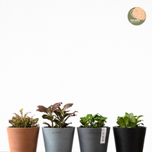 Load image into Gallery viewer, Fittonia Ruby Red (S) in Ecopots