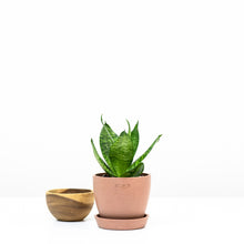 Load image into Gallery viewer, Green Dwarf Sansevieria in Ecopots