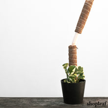 Load image into Gallery viewer, Shopleaf Stackable Plant Pole