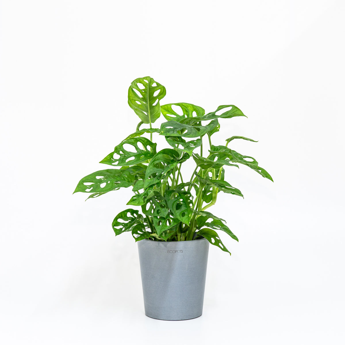 monstera adansonii price philippines Monstera adansonii (M) in Nursery Pot – Shopleaf Plant Studio