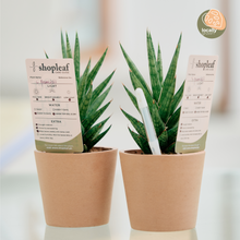 Load image into Gallery viewer, Sansevieria francisii (S) in Ecopots