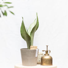 Load image into Gallery viewer, Sansevieria Moonshine (S) in Ecopots