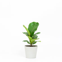 Load image into Gallery viewer, Fiddle Leaf Fig &#39;Bambino&#39; (S) in Ecopots