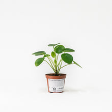 Load image into Gallery viewer, Pilea peperomioides (XS) in Nursery Pot