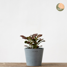 Load image into Gallery viewer, Fittonia Ruby Red (S) in Ecopots