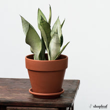 Load image into Gallery viewer, Sansevieria Moonshine (M) in Ecopots