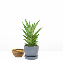 Load image into Gallery viewer, Sansevieria Hybrid (S) in Ecopots