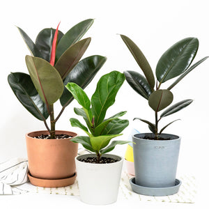 Fiddle Leaf Fig 'Bambino' (S) in Ecopots
