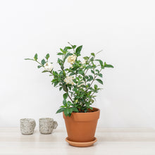 Load image into Gallery viewer, Gardenia (S) in Nursery Pot