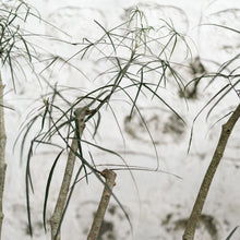 Load image into Gallery viewer, Bottle Tree (L) in Shopleaf Rainbow Pon Substrate with Sustee