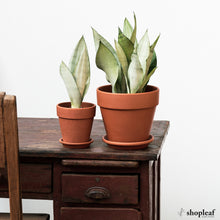 Load image into Gallery viewer, Sansevieria Moonshine (M) in Ecopots