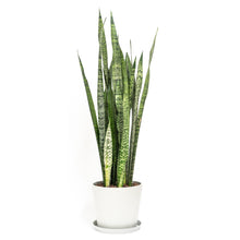 Load image into Gallery viewer, Green Snake Plant (L) in Ecopots