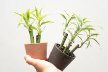 Load image into Gallery viewer, Lucky Bamboo (S) in Ecopots