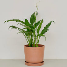 Load image into Gallery viewer, Peace Lily (M) in Ecopots