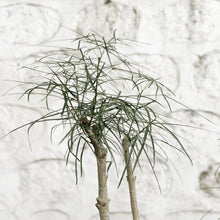 Load image into Gallery viewer, Bottle Tree (L) in Shopleaf Rainbow Pon Substrate with Sustee