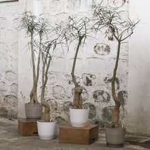Load image into Gallery viewer, Bottle Tree (L) in Shopleaf Rainbow Pon Substrate with Sustee