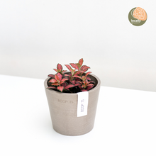 Load image into Gallery viewer, Fittonia Firetail (S) in Ecopots