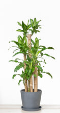 Load image into Gallery viewer, Fortune Plant (XL) in Ecopots