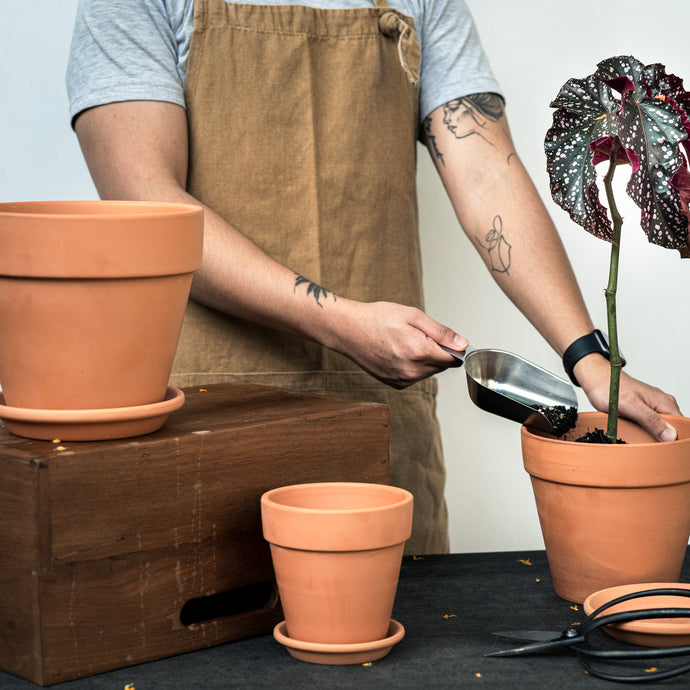 Plant parent starter pack: Top tools and tips that you need for your plant to flourish