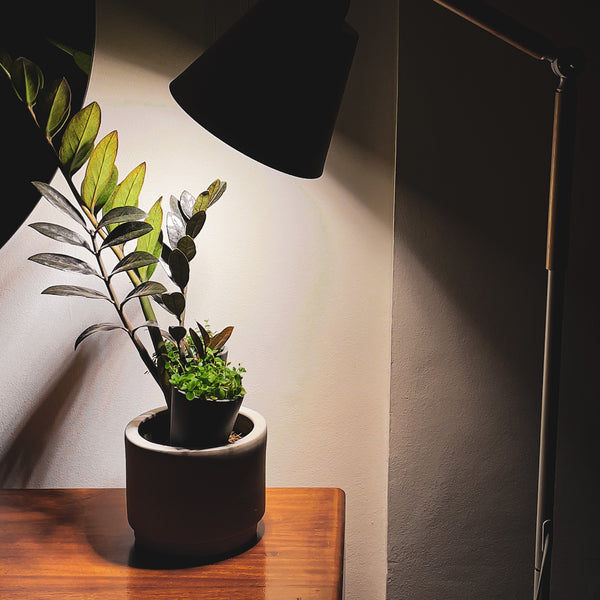 Let Them Grow with Grow Lights!