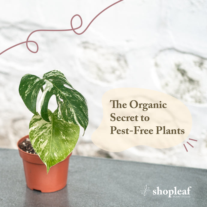 ‌‌The‌ Organic ‌Secret‌ ‌to‌ ‌Pest-Free‌ ‌Plants‌
